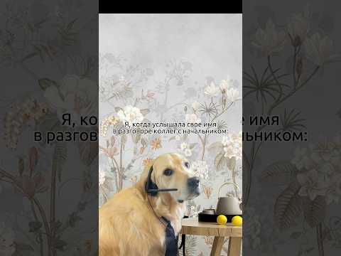 Признавайтесь, было?😅 #trendingshorts #funnyvideo #dogs #interiordesign