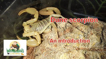 Dune scorpion. An introduction #scorpion, #arachnid