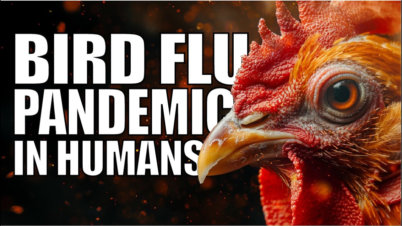 Bird Flu Alert: Preparing for a Potential Human Pandemic - Prepper's ...