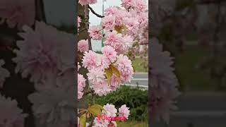 Рожева сакура цвіте🌸🌸🌸Познань❤️‍🩹 Франово