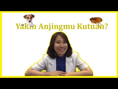 Video: Seperti Apa Bentuk Kutu Pada Anjing?