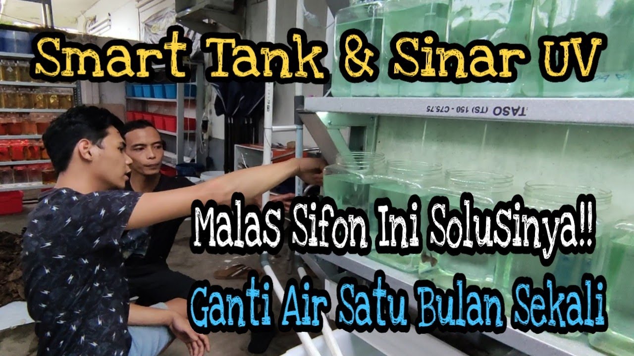 Malas Sifon Pakai Smart Tank & Sinar UV Ganti Air 1 Bulan Sekali