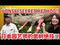 【TOP SECRET!!】Forbidden making method of Japanese Macro Bonsai, "Podocarpus macrophyllus" case