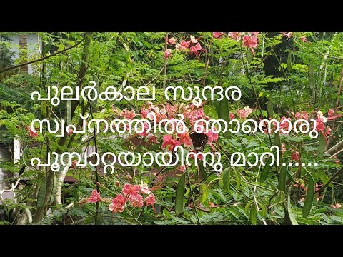 pularkala sundara swapnathil... covering, പുലർകാല സുന്ദര സ്വപ്നത്തിൽ.....