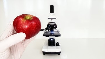 Examining Apple Details 🍎🔬 What Does an Apple Look Like Through a Microscope?