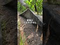 なすの肥料不足サイン#熊本 #農業 #農業を盛り上げたい #魚粉肥料 #肥料 #なすび