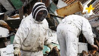 Your Worst Nightmare – Millions Of Bees Released After Truck Crashes