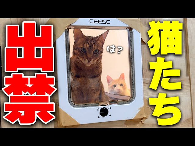 愛する猫たちを心を鬼にして部屋から締め出すことにした結果…