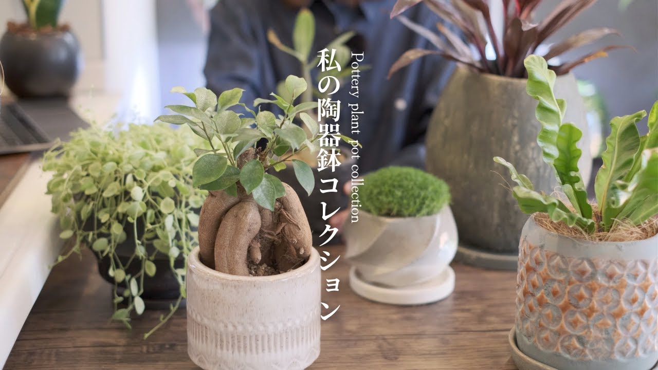 けんけん様パキラ陶器鉢観葉植物室内 けんけん様パキラ陶器鉢観葉植物室内