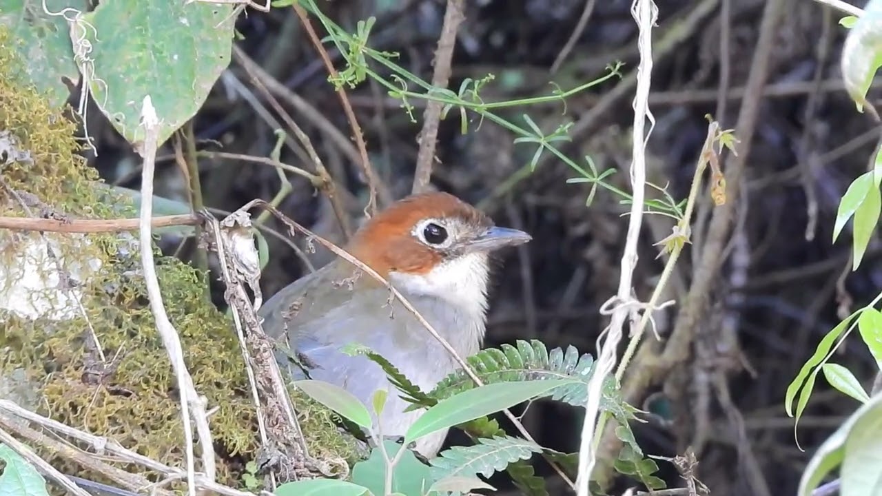 Chululú Cabeza Rojiza ( Grallaria albigula )