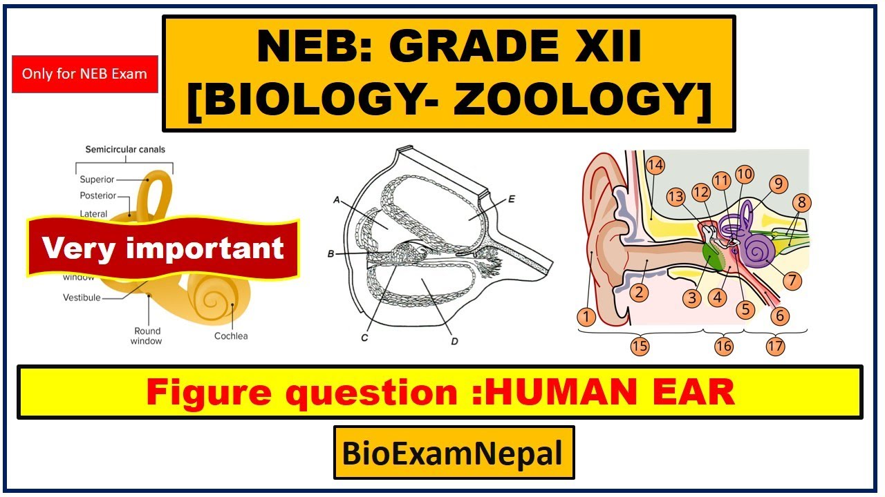 Human Ear Diagram | Class 12 Biology NEB Exam | Labeling & Function Explained in Nepali