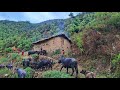 Traditional Nepali Rural village life during the Rainfall time| Primitive Rural village life in Nepa