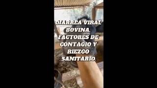 DIARREA VIRAL BOVINA//VIROLOGIA VETERINARIA/UNIVERSIDAD DEL VALLE DE PUEBLA