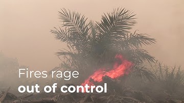 Indonesia: taking action to protect forests