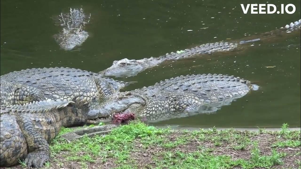 Gambela National Park YouTube