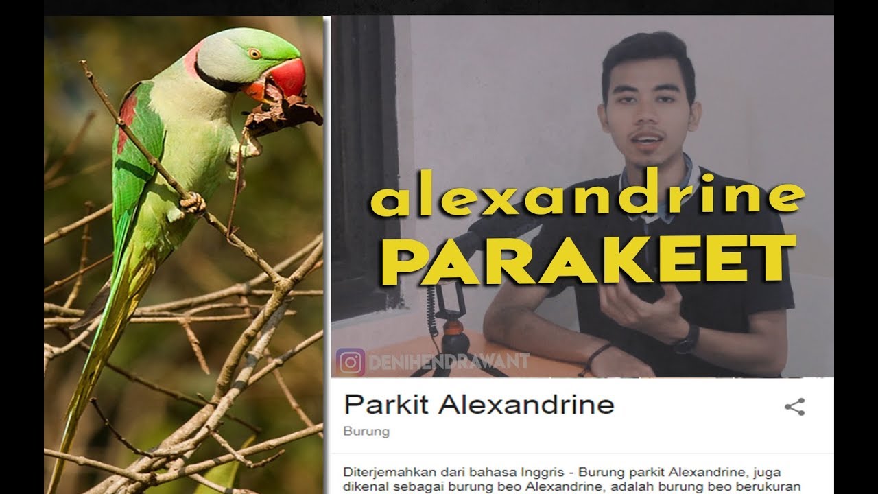 Alexandrine Parrot Psitaculla Eupatria Youtube