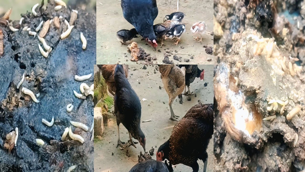 The Future of Chicken Feed is INSECTS