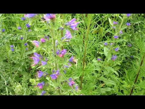 медонос синяк обыкновенный