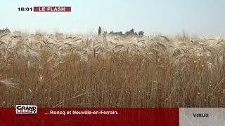 Les Cultures Impactées Par La Canicule