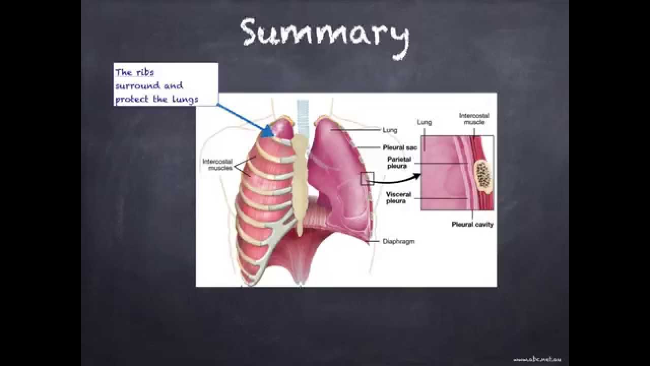 IGCSE. 2.8. Human respiratory system - YouTube