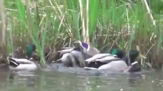Duck Rape - Mallard Duck Group Mating