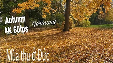 Autumn leaves | autumn forest | thôn quê nước Đức | Khám phá vùng quê | Nước Đức | Cuộc sống ở Đức