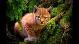 слайд шоу про диких кошек слайд шоу про диких кошек