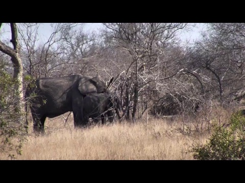 Djuma Private Game Reserve Live Stream - Djuma Private Game Reserve Live Stream