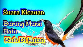 Suara Adu Kicauan Burung Murai Batu Riuh Di Hutan