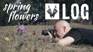 Photography Vlog Episode 1: photographing spring flowers by Wolf Amri 7,906 views 3 years ago 5 minutes, 26 seconds