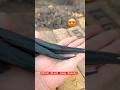 Watch My Black Java Aseel Murga 😍🐓#shortvideo #rooster #youtubeshorts #murga