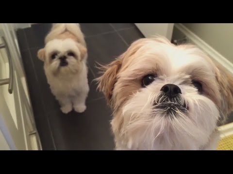 shih tzu itching shih tzu doggie do itchy bum on command 仔仔表演磨磨屁股 shih tzu itching shih tzu doggie do itchy bum on command 仔仔表演磨磨屁股
