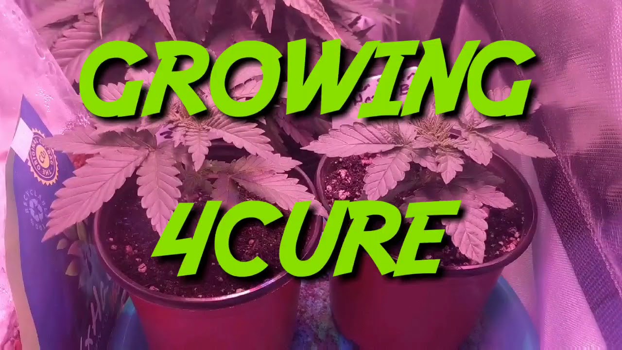 Super Silver Haze week 2 - Cheap Budget Marijuana grow tent