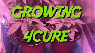 Super Silver Haze week 2 - Cheap Budget Marijuana grow tent