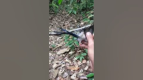 Poin rambatan paruh merah di hutan sumatra #hobimikat #mikat #burung