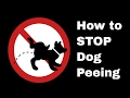 Stopping unwanted urination in puppies / submissive or excited peeing Stopping unwanted urination in puppies / submissive or excited peeing