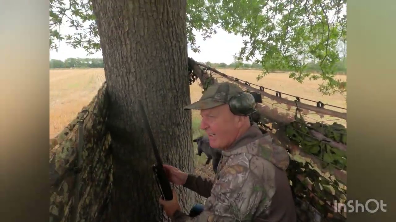 Pigeon shooting, steady morning 