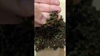 Andaliman Is Bataknese Pepper From Samosir Tapanuli Utaramericalada Sambal Tinombur, Bumbu Arsik