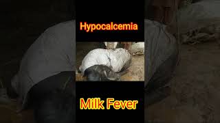 Hypocalcemia in Buffalo milkfever hypocalcemia  shots ytshots