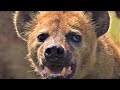 Hairraising hyena moments  bbc earth