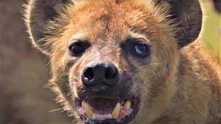 HairRaising Hyena Moments | BBC Earth