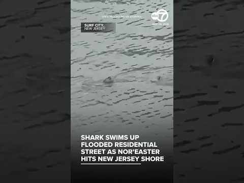 Shark swims up flooded residential street as nor’easter hits Jersey Shore
