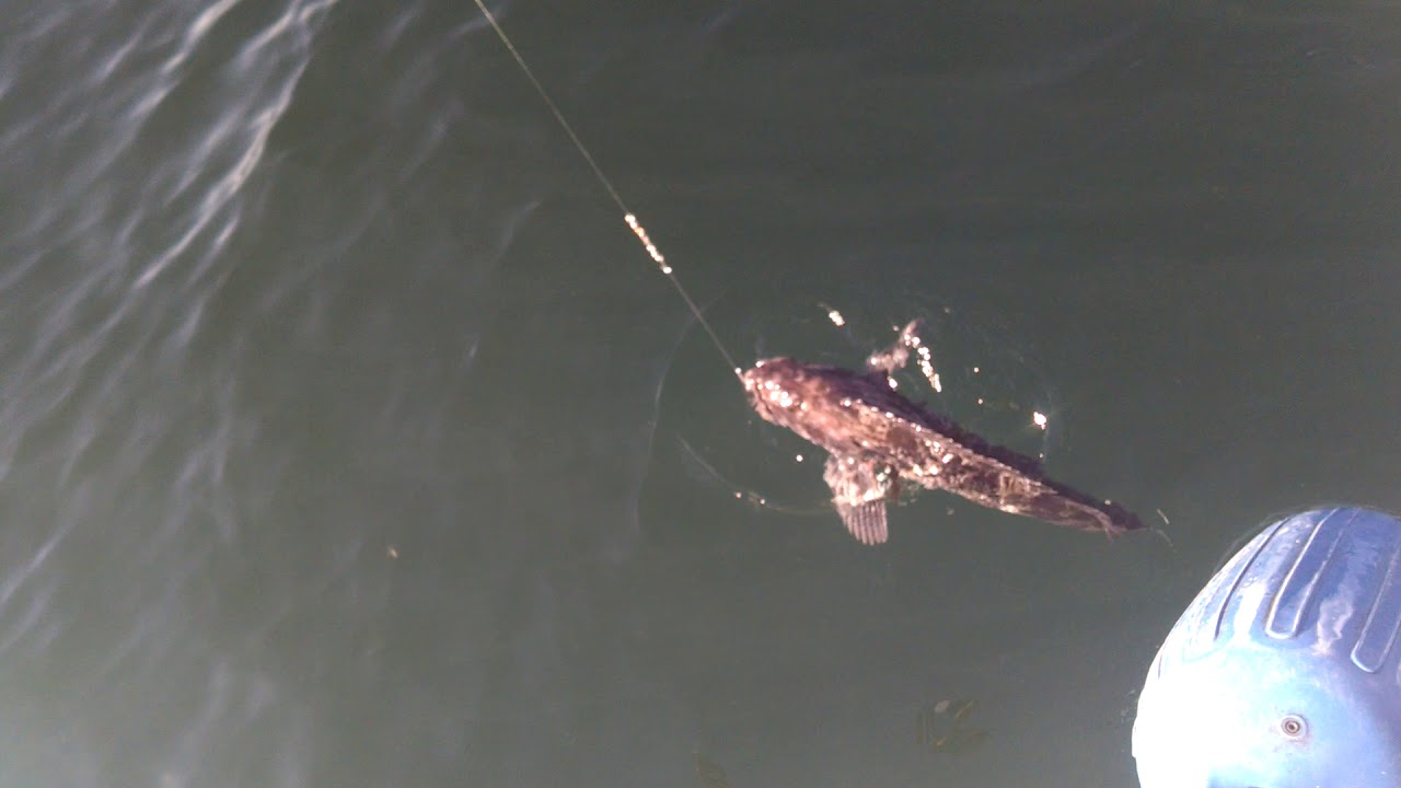 REEL MAGIC Sport Fishing Charters Got A Big ONE ON!! Bodega Bay