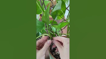 Modular Trellis -Lattice 02&03