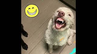 Doodle Rock Rescue  - Meet Molly!