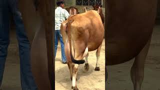 Top quality jersey cow #highmilkcow #trendingshorts #cowlover #cowvideos #jerseycow #ytshorts