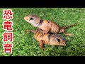 カブトトカゲのためにテラリウムを立ち上げます