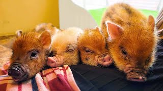 Опыт японского кафе Micro Pig🐷❤️ | мипиг-кафе Харадзюку