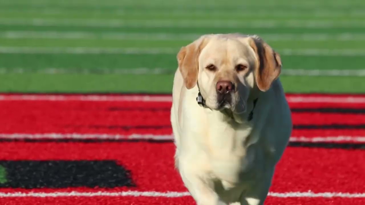 Chloe Picks The Superbowl Winner