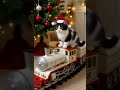 Trains &amp; kittens on Christmas Day